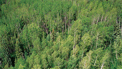 跨越山海的綠色家居夢(mèng)想——兔寶寶OSB外墻板